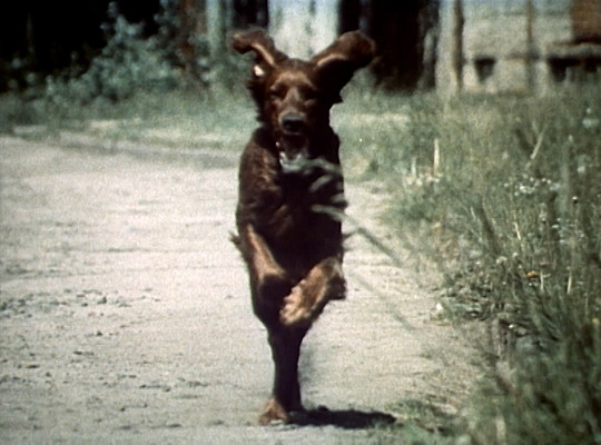 Szenenphoto: So ein Hundeleben, Deutsche Demokratische Republik (DDR) 1990. So ein Hundeleben © DEFA-Stiftung, Herbert Kempe