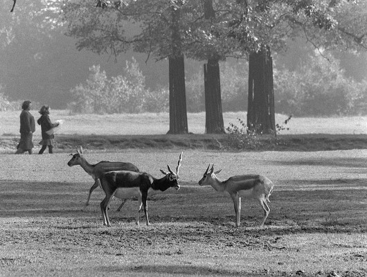 Szenenphoto: Tierparkfilm, Deutsche Demokratische Republik (DDR) 1967. Tierparkfilm © DEFA-Stiftung, Christian Lehmann