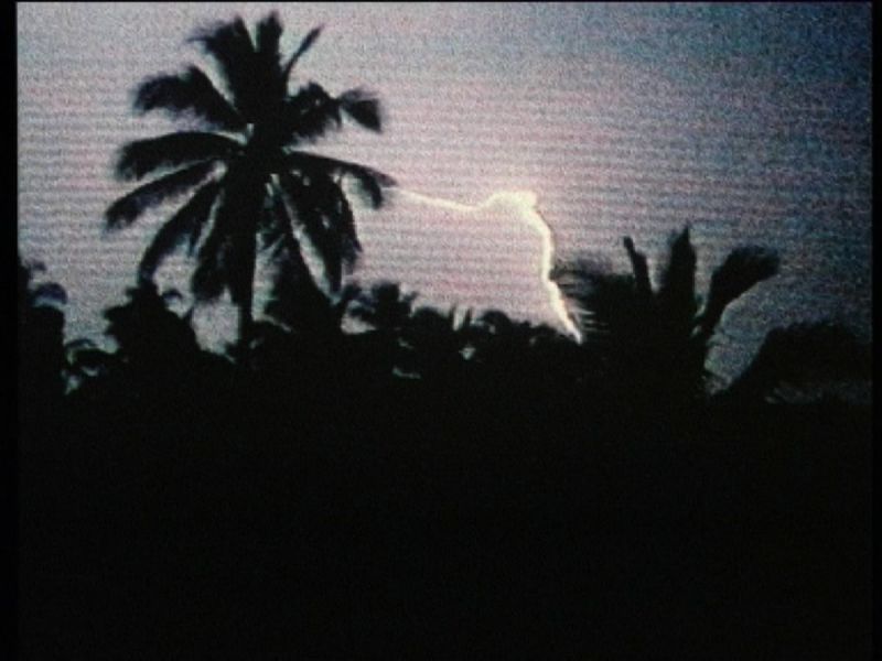 A dark night sky with lightning between palm trees