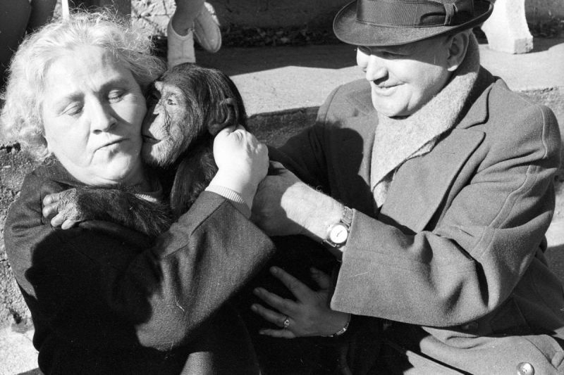 Schwarz-weißes Szenenfoto: Ein Mann hält einen kleinen Schimpansen zu einer Frau, der Affe umarmt sie und es sieht aus, als würde er sie küssen. 