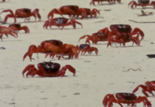 Rote Krabben am Strand