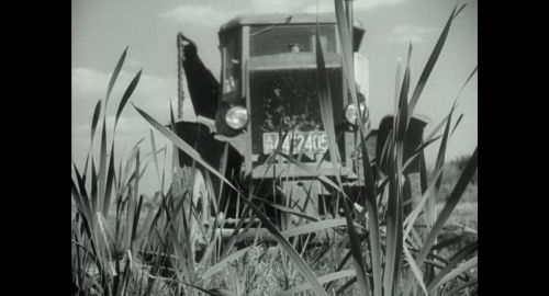 Black and white still: A tractor driving through a field shown through the plants growing in the field.