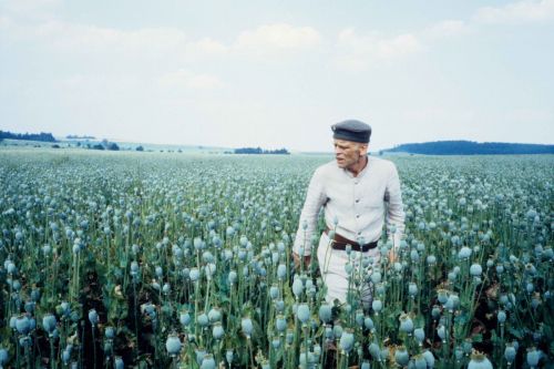 A man in a light beige suit and a grey hat walks through a poppy field.