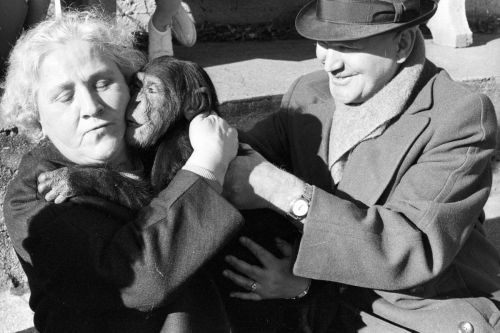 Black and white still: A man is holding a little chimpanzee up to a woman, the monkey is hugging her and it looks like it is also kissing her.