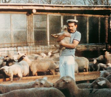 A man, surrounded by sheep, wearing a striped T-shirt and a sailor cap, holds a lamb in his arms.