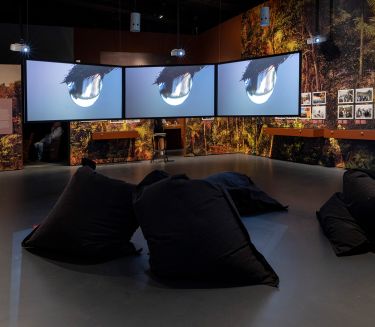 Farbenfroher Ausstellungsraum zu Werner Herzog mit drei Bildschirmen in der Mitte, bunter Tapete, Fotografien an den W&auml;nden und Sitzs&auml;cken im Raum.