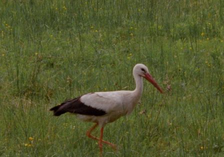 Ein Storch l&auml;uft auf einer gr&uuml;nen Wiese durch die Gegend. 