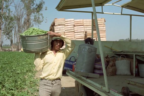 A young man is carrying an iron basket full of beans on his shoulder in a field.