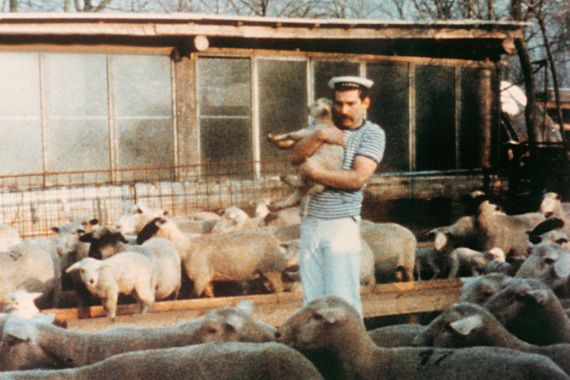 A man, surrounded by sheep, wearing a striped T-shirt and a sailor cap, holds a lamb in his arms.