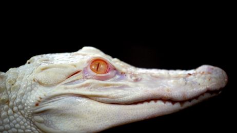 Schwarzes Buchcover mit einem Albino-Krokodil, wei&szlig; mit rotem Auge